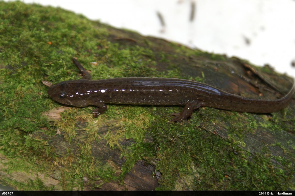 Northern Dusky Salamander