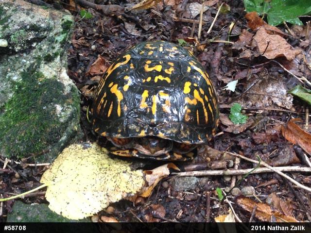 Eastern Box Turtle