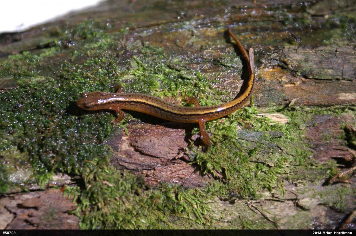 Northern Two-lined Salamander