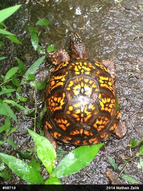 Eastern Box Turtle