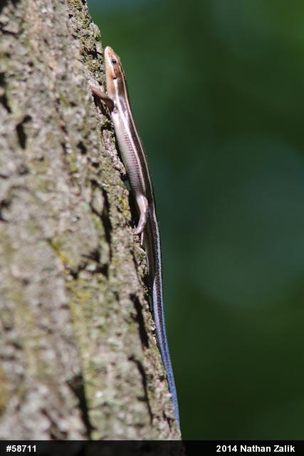 Common Five-lined Skink