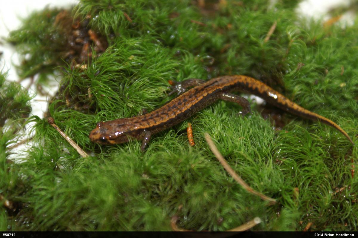 Allegheny Mountain Dusky Salamander