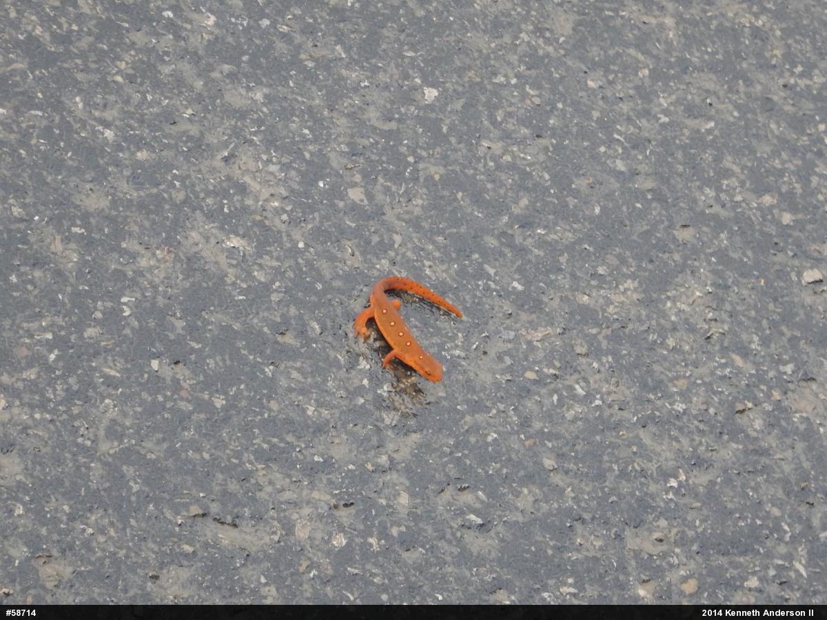 Red-spotted Newt