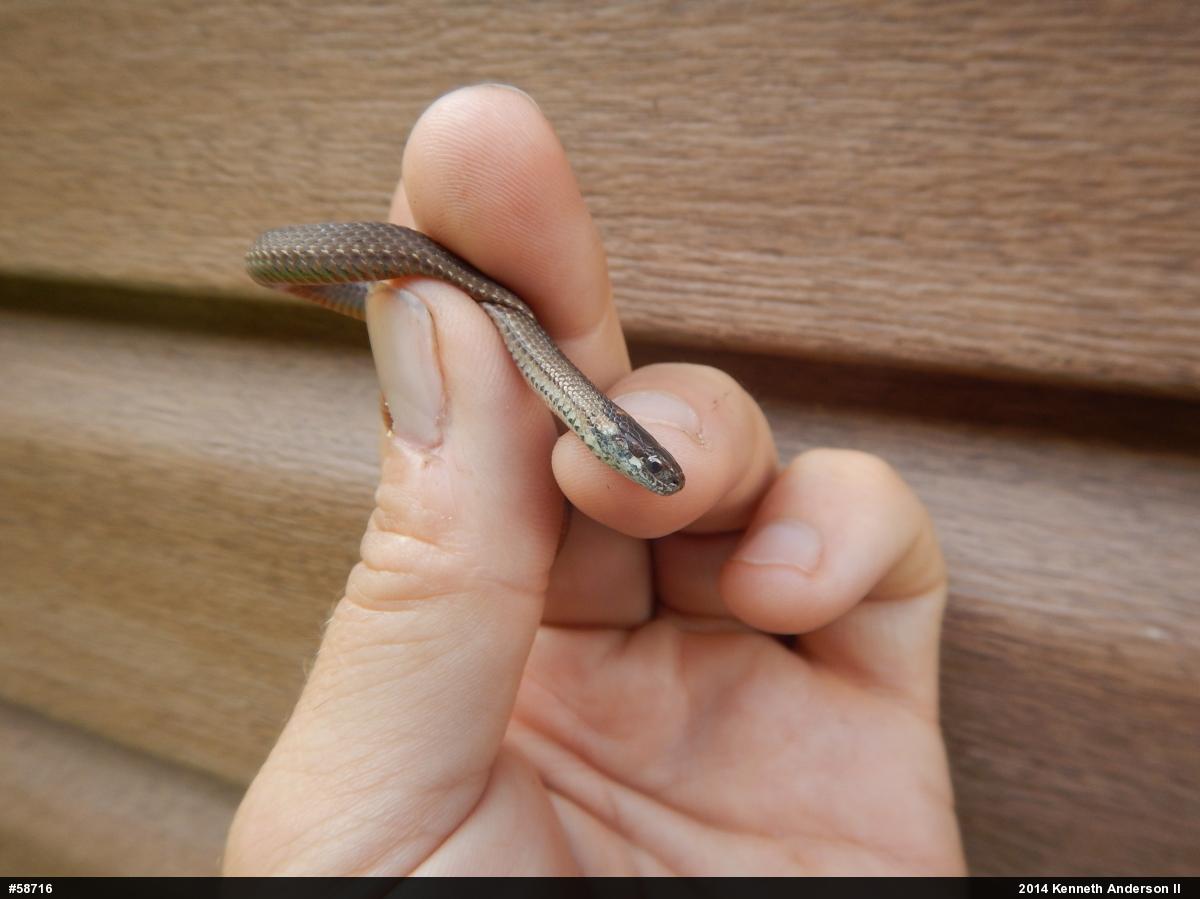 Red-bellied Snake