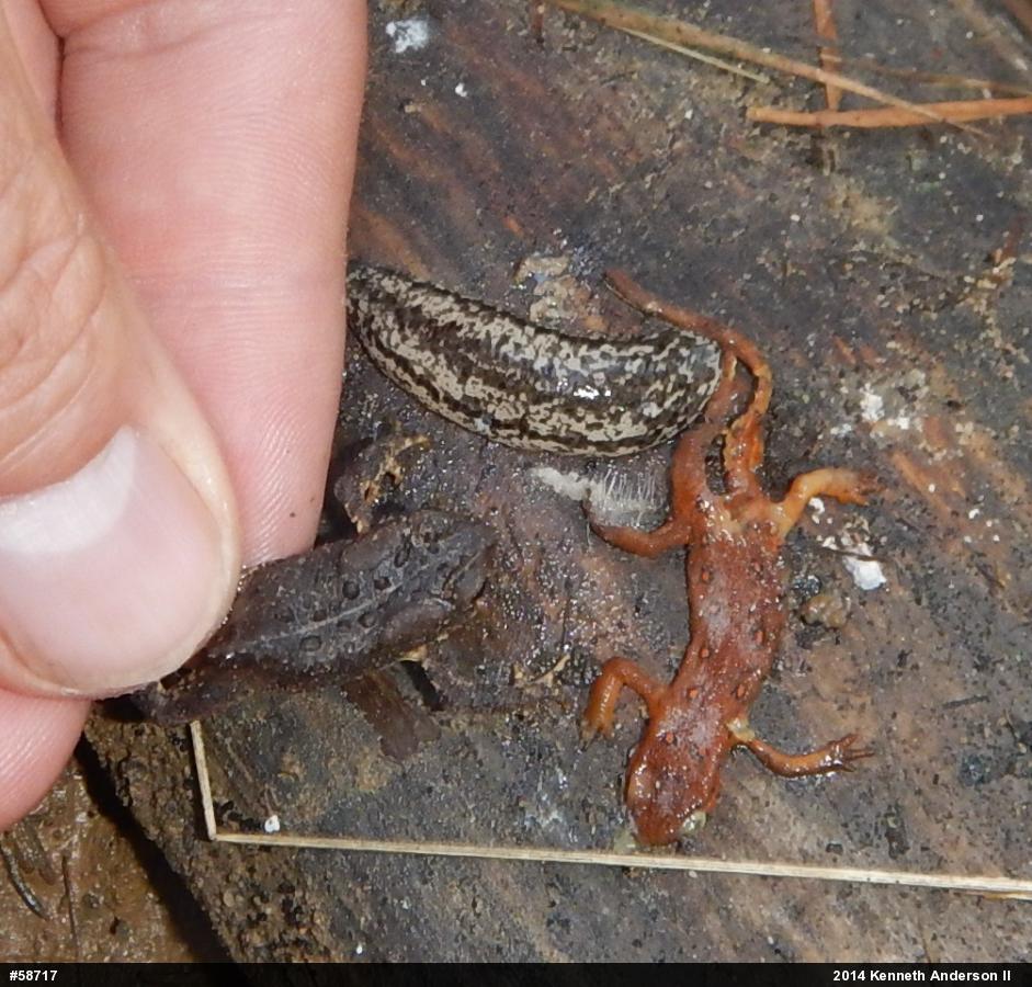 Red-spotted Newt