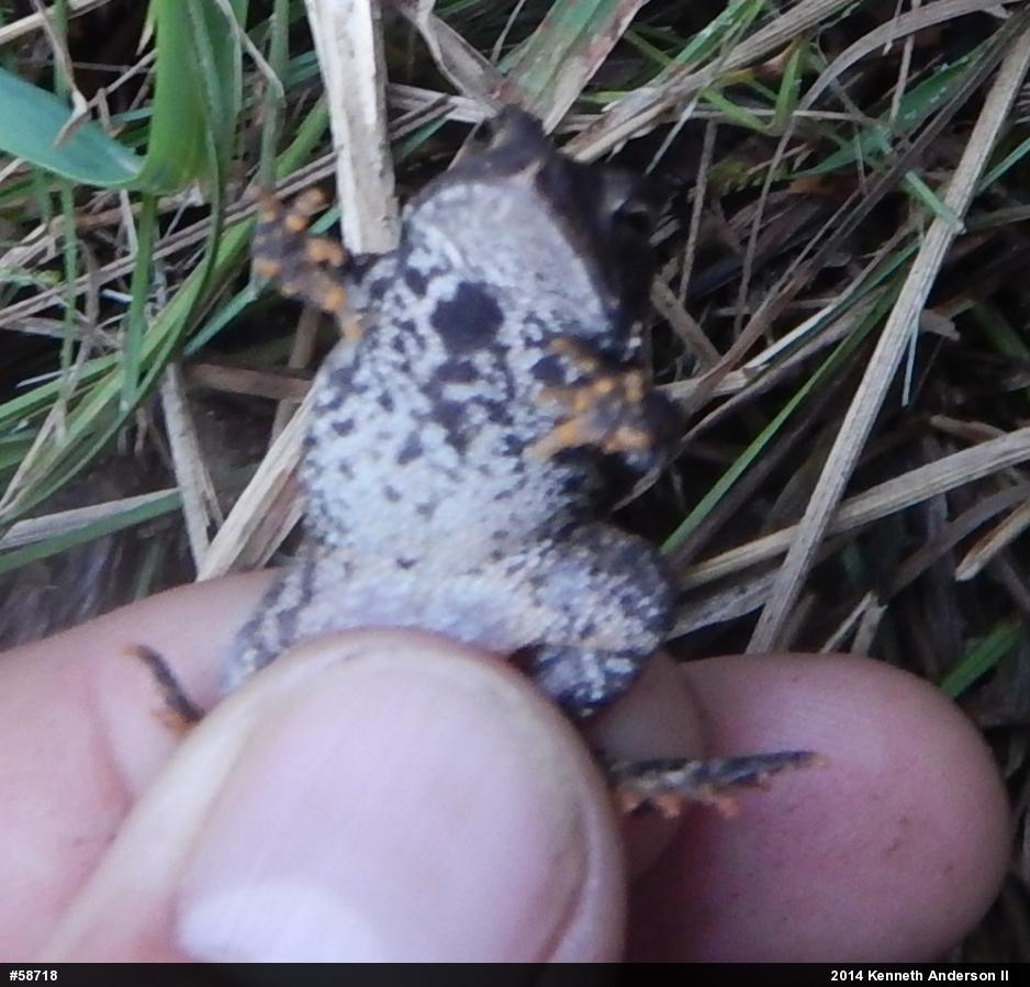 Eastern American Toad