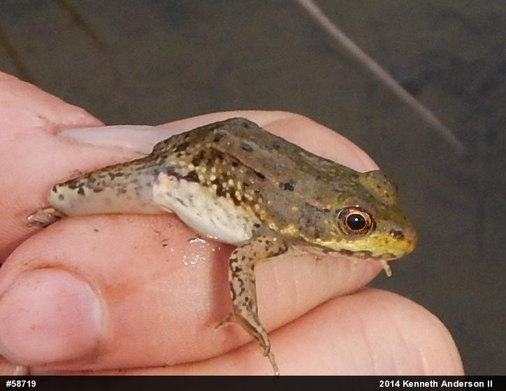 Green Frog