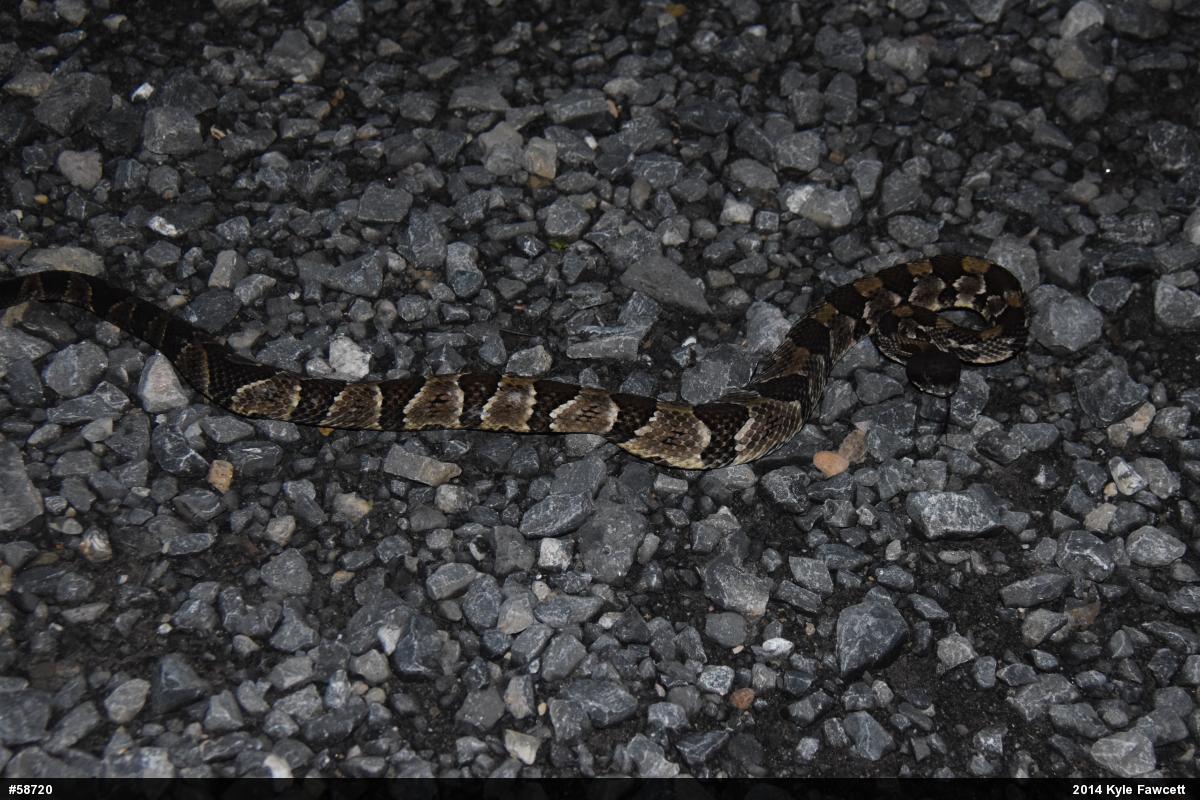 Timber Rattlesnake