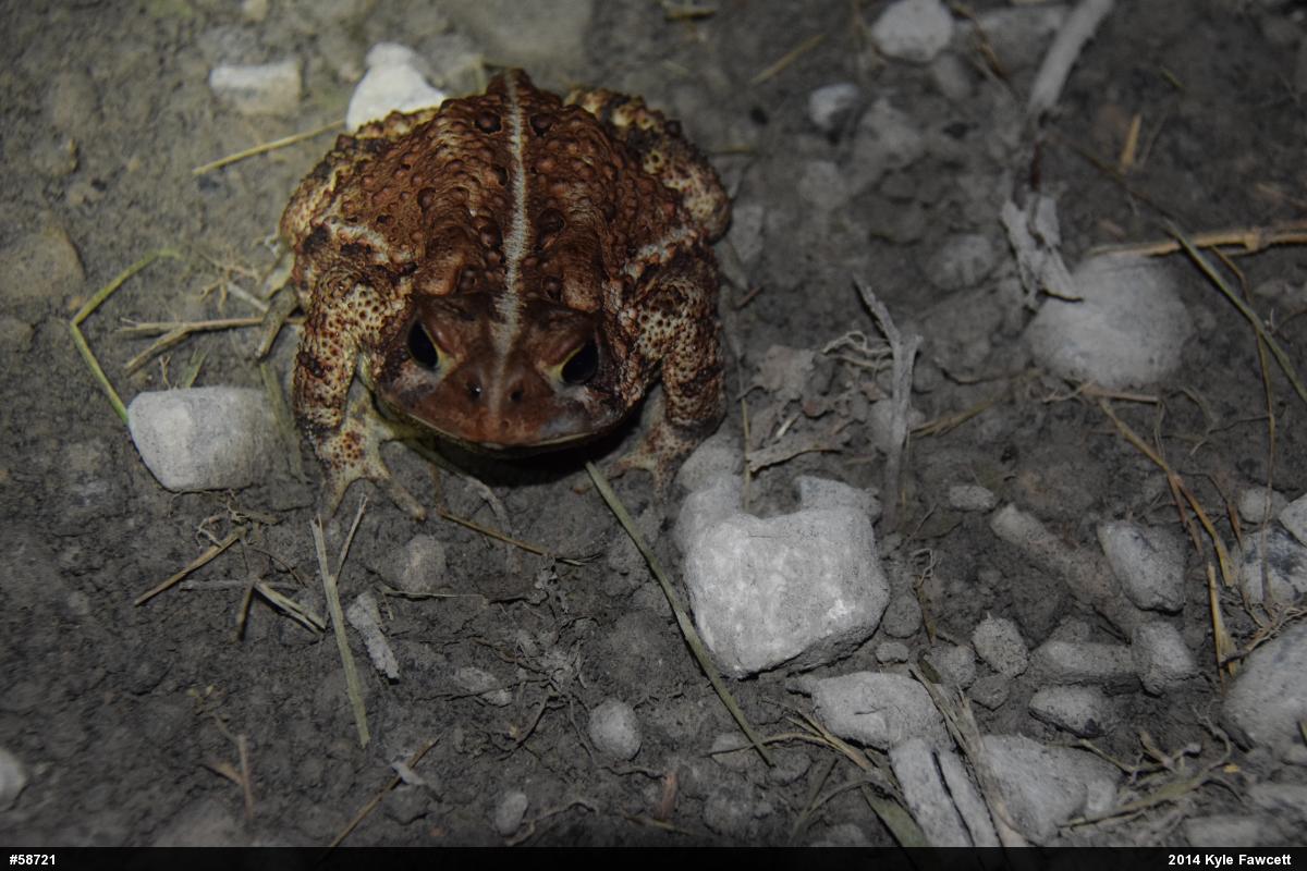 Eastern American Toad