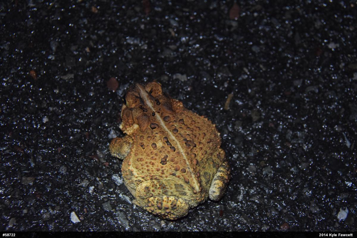 Eastern American Toad