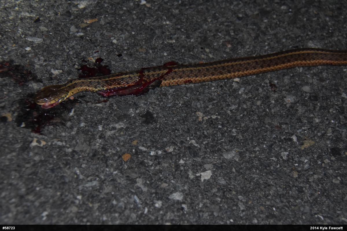 Eastern Gartersnake