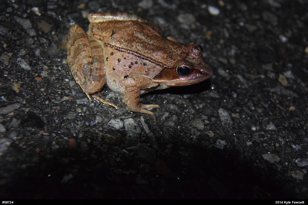 Wood Frog