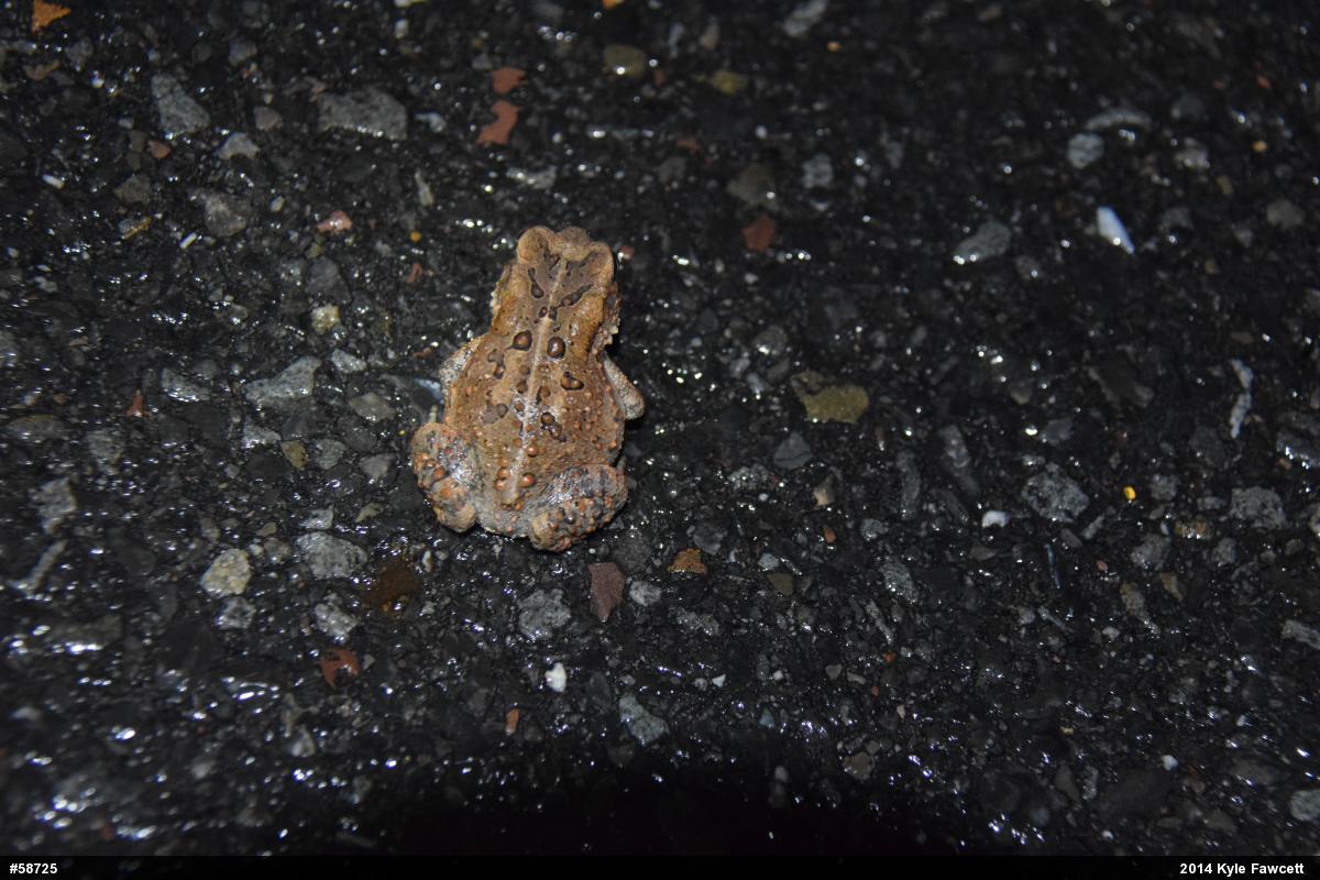 Eastern American Toad