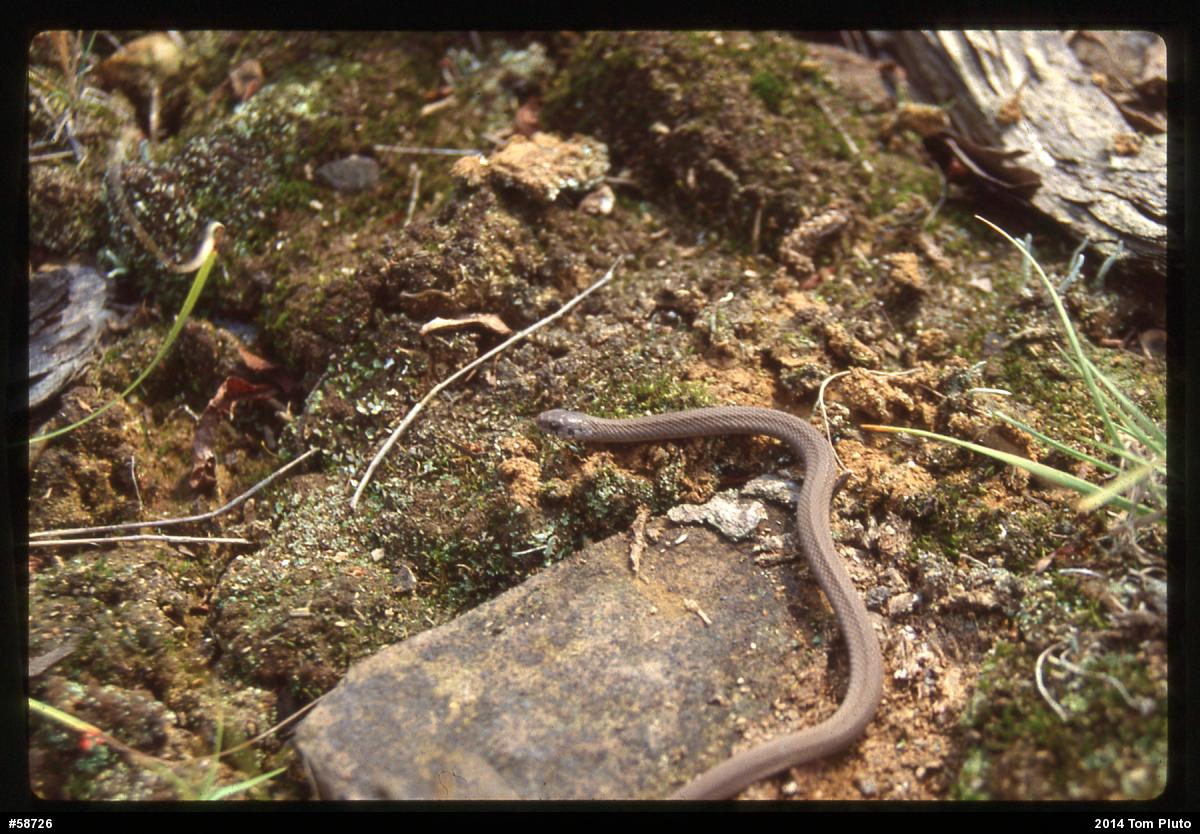 Dekay's Brownsnake