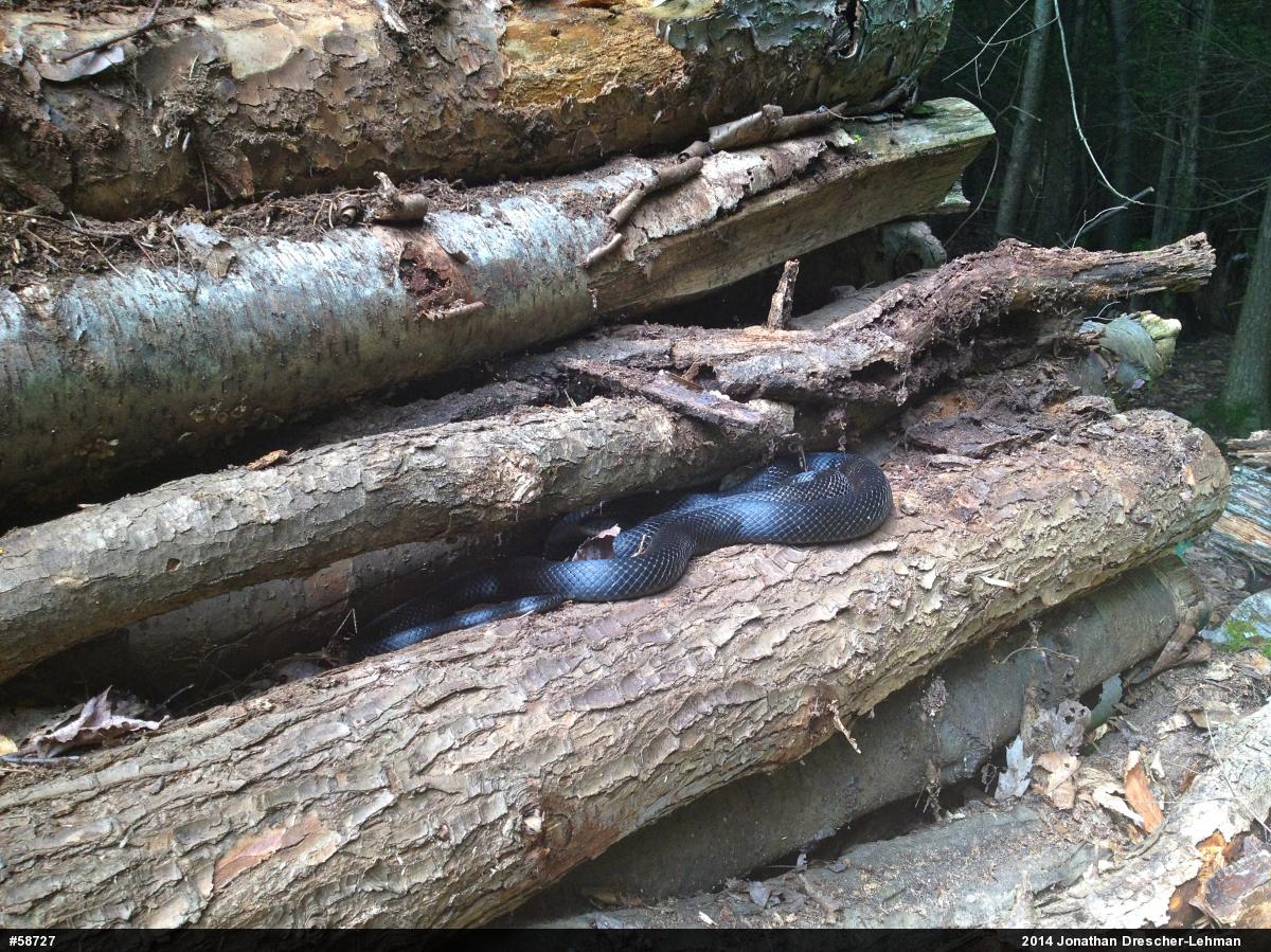 Eastern Ratsnake