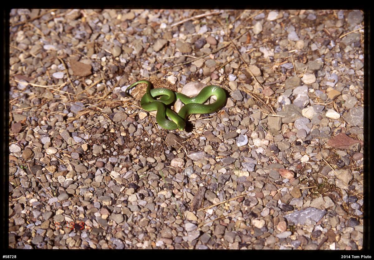 Smooth Greensnake