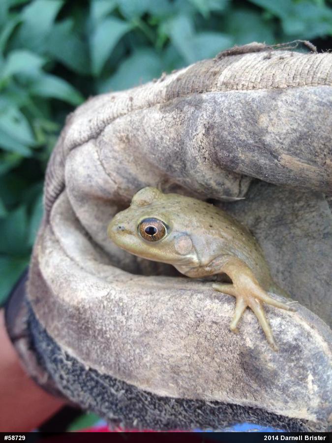 American Bullfrog