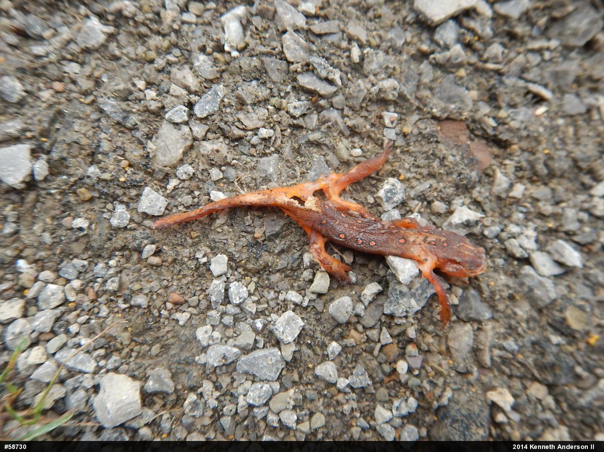 Red-spotted Newt