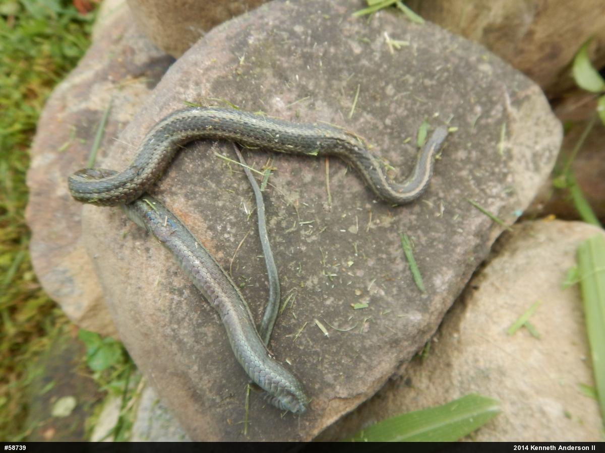 Shorthead Gartersnake