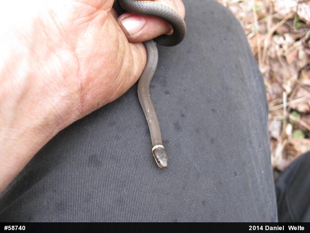 Northern Ring-necked Snake