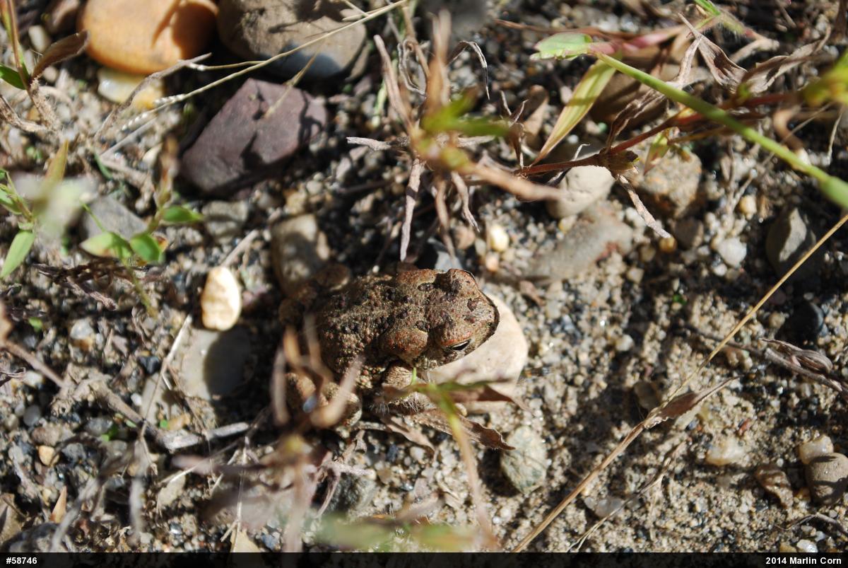 Fowler's Toad