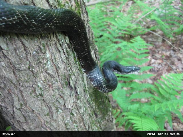 Eastern Ratsnake