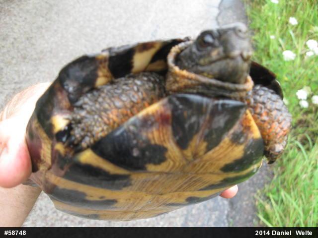 Wood Turtle