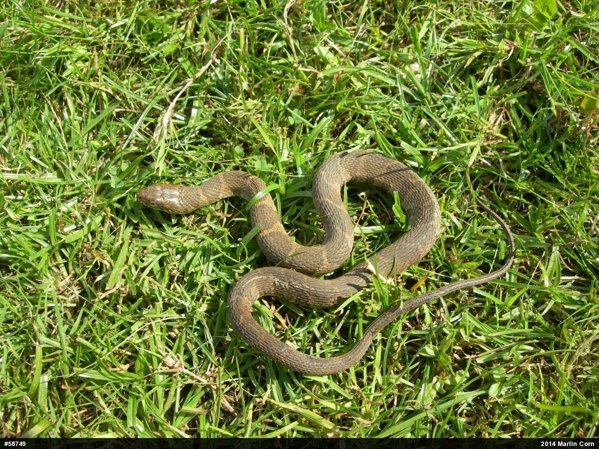 Northern Watersnake