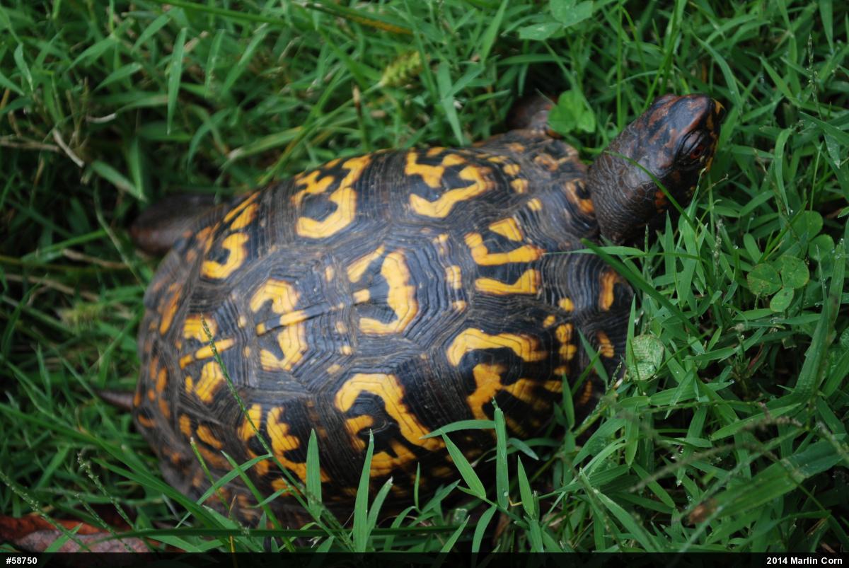 Eastern Box Turtle