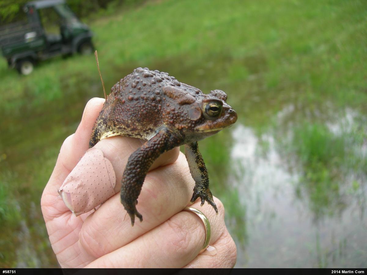 Eastern American Toad