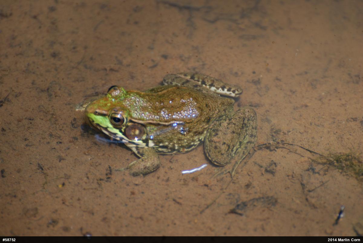 Green Frog