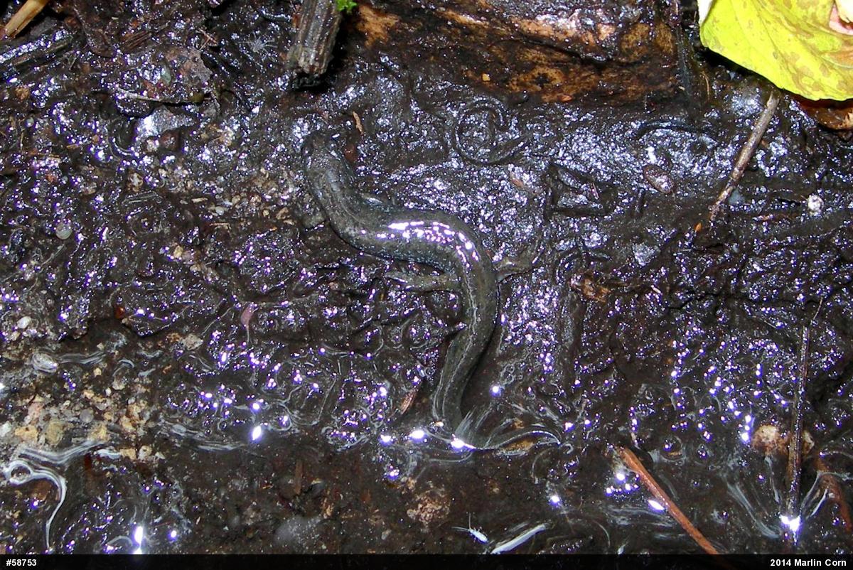Northern Dusky Salamander