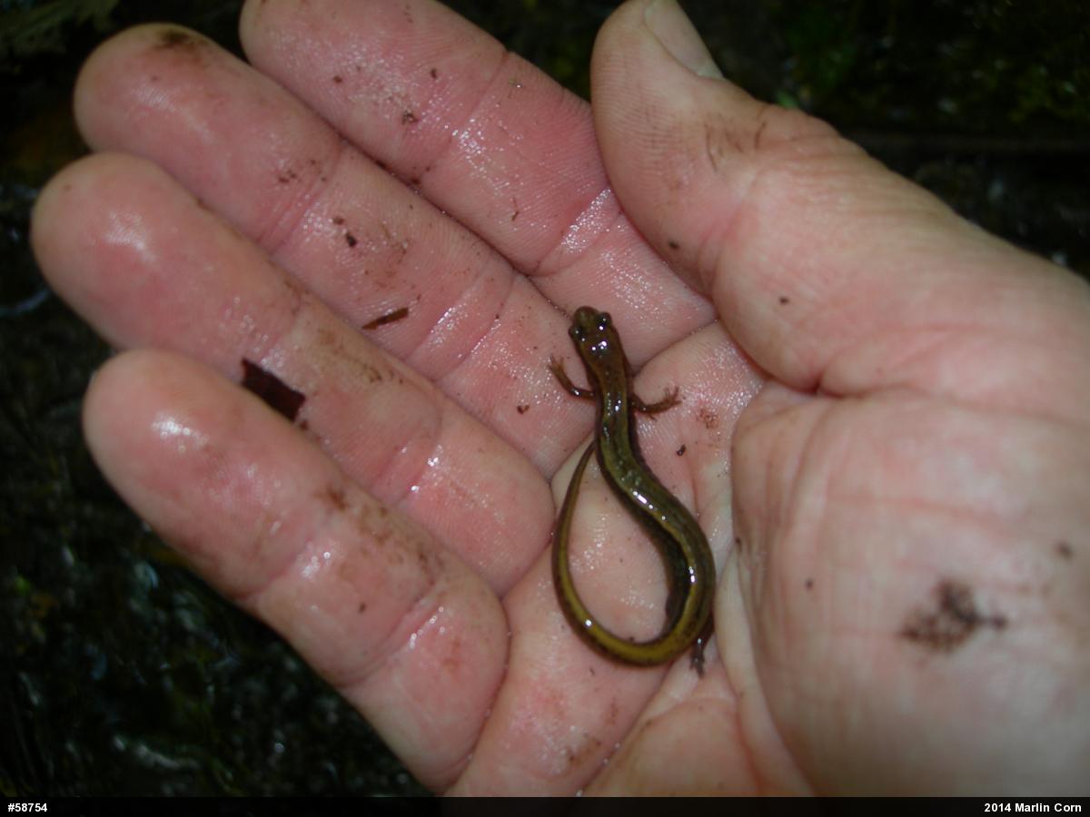 Northern Two-lined Salamander