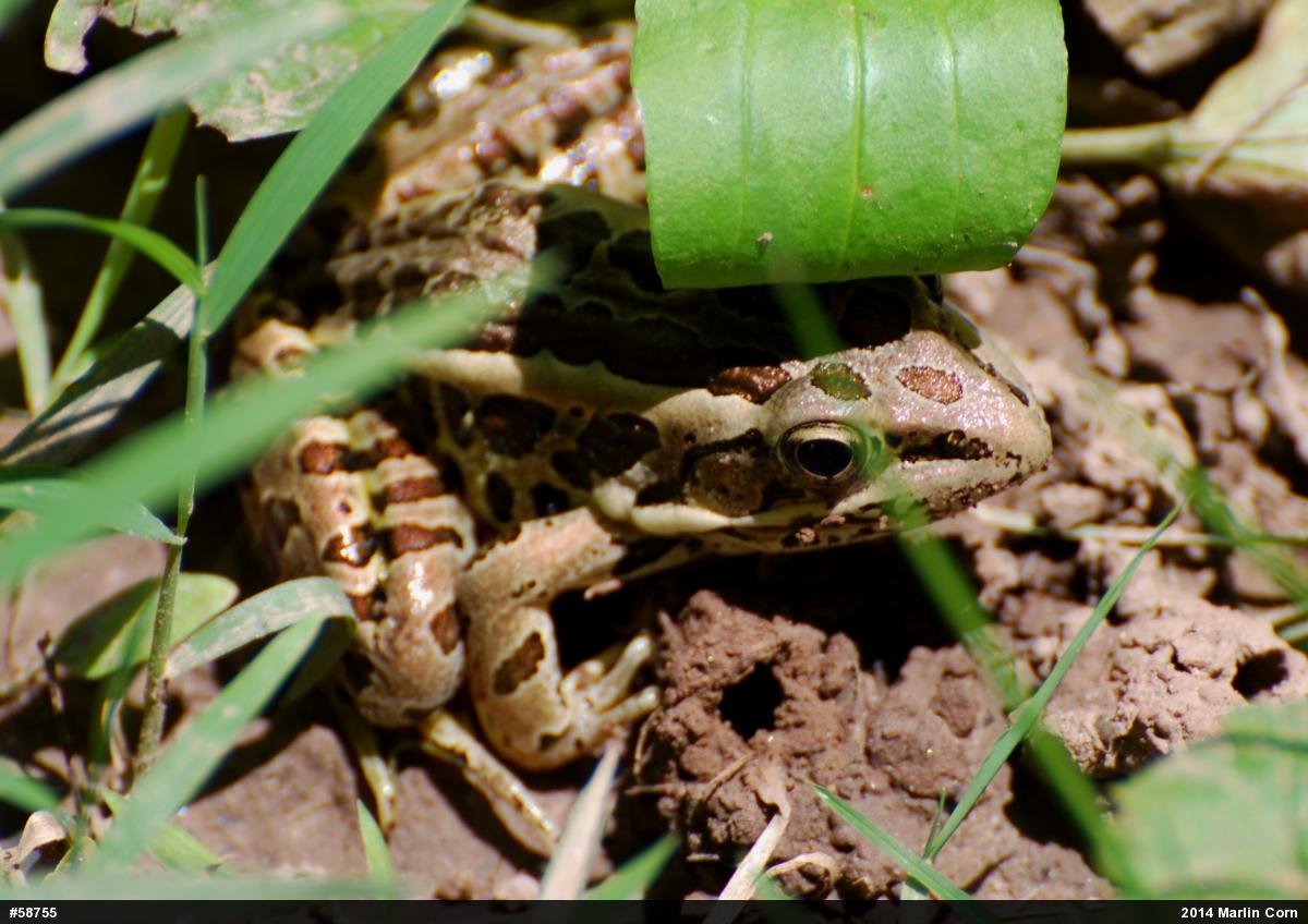 Pickerel Frog