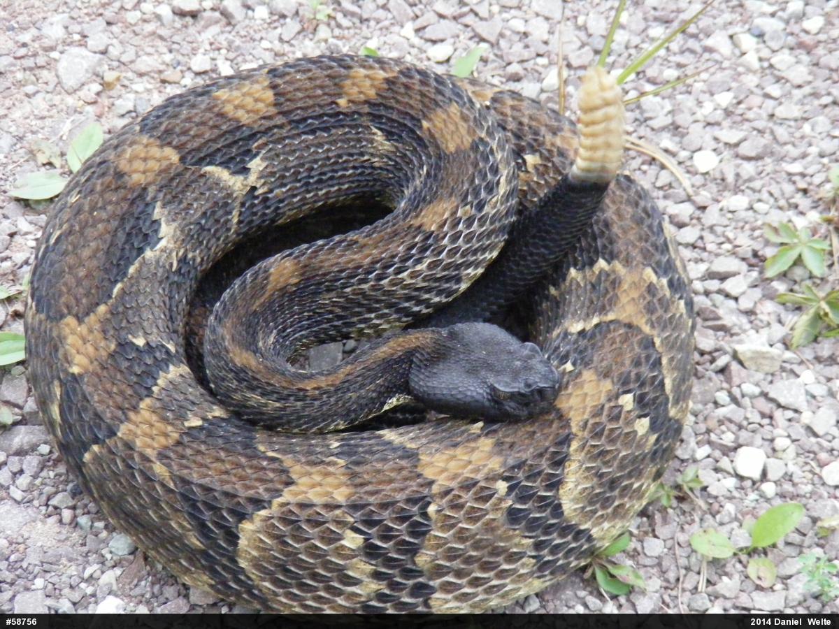 Timber Rattlesnake