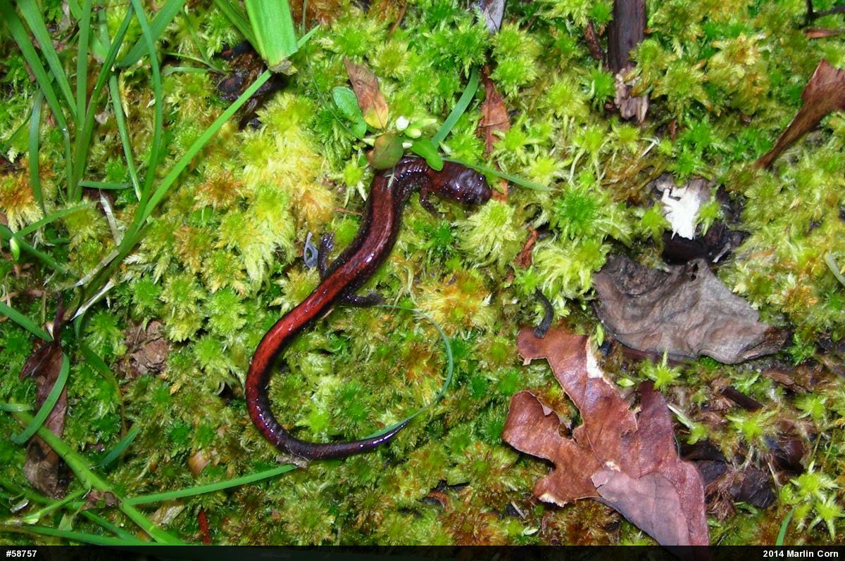 Eastern Red-backed  Salamander