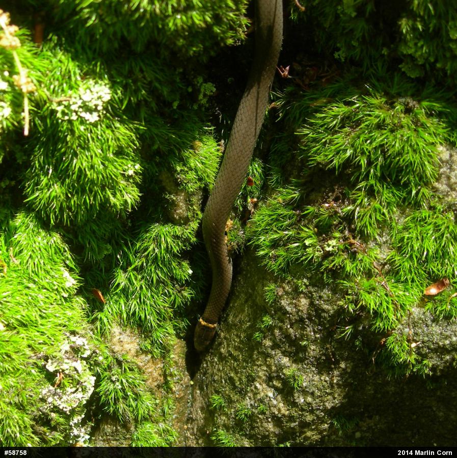 Northern Ring-necked Snake