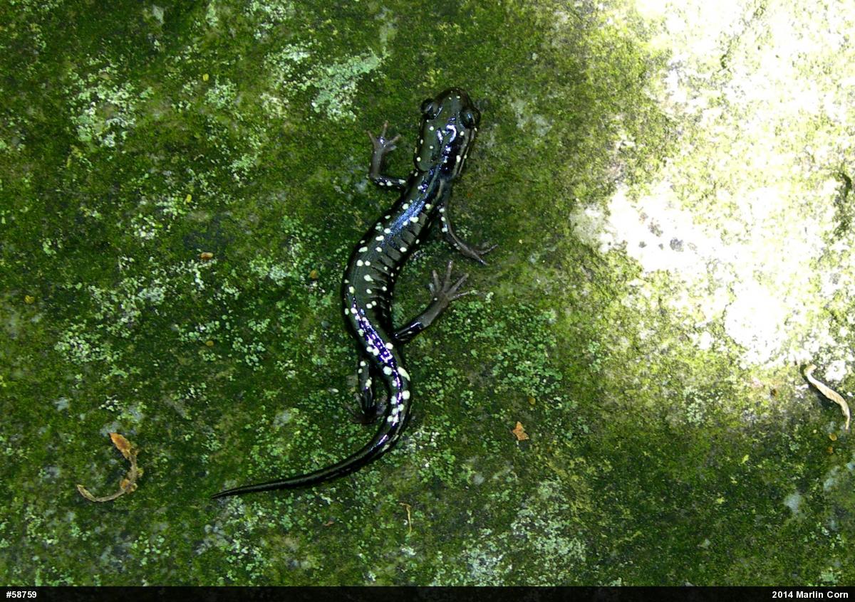 Northern Slimy Salamander
