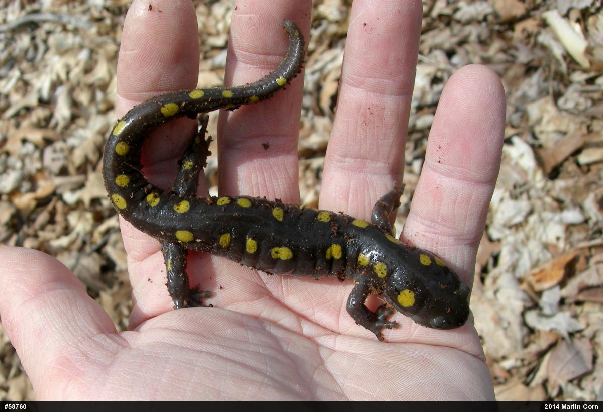 Spotted Salamander