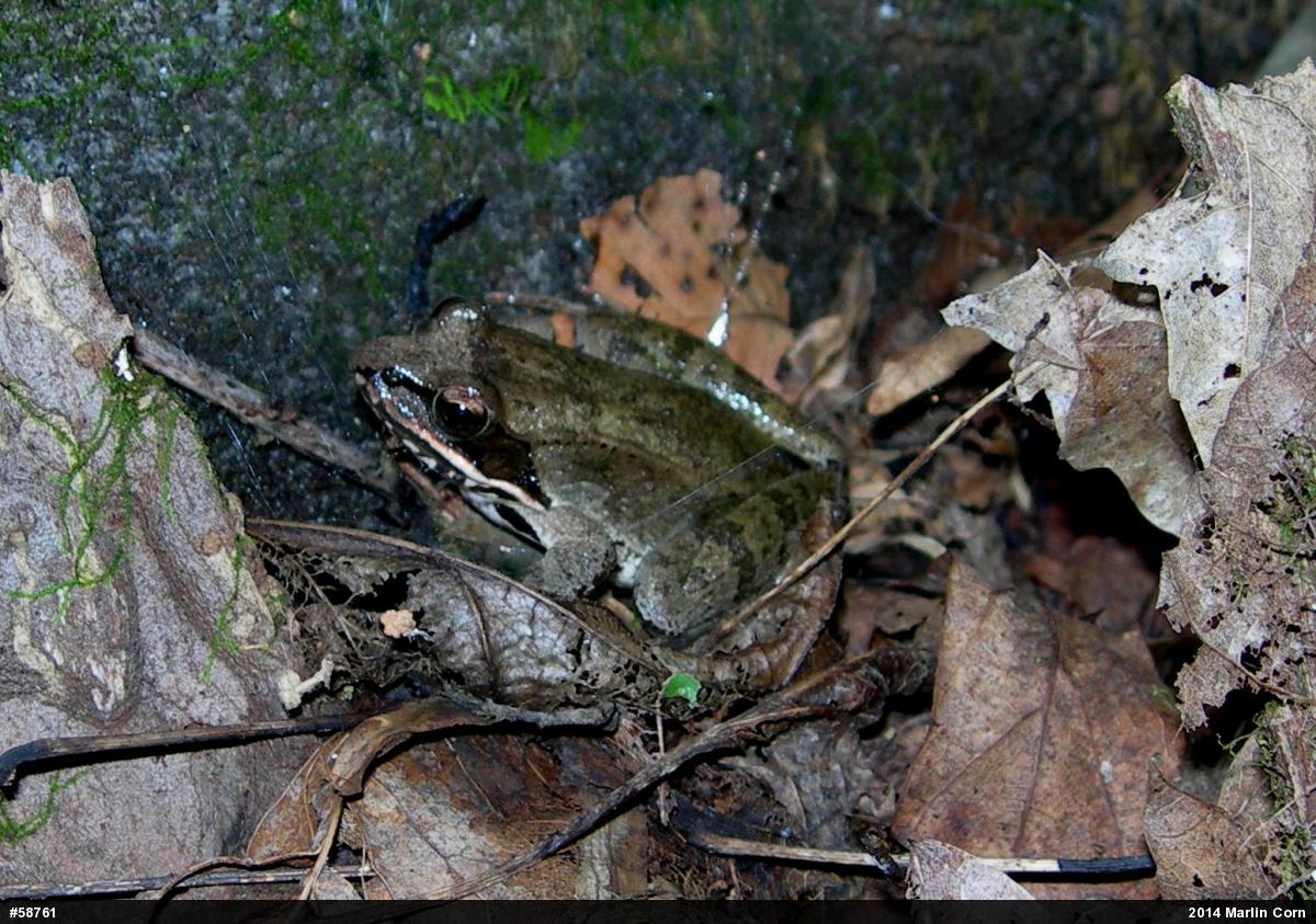 Wood Frog
