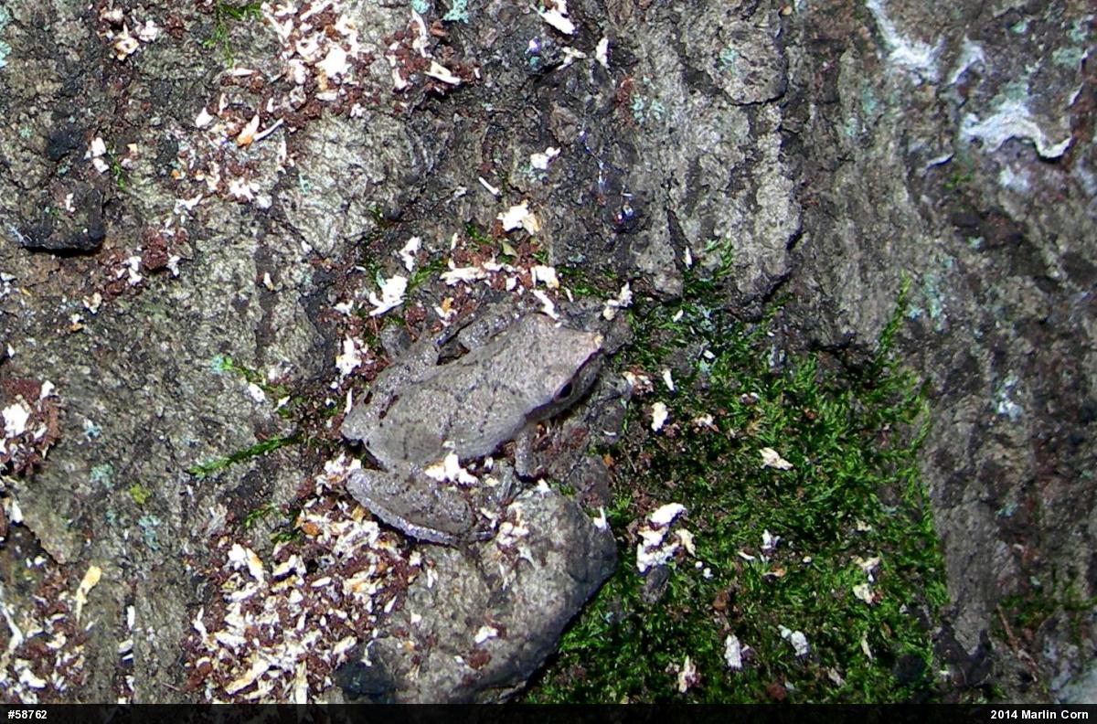 Spring Peeper
