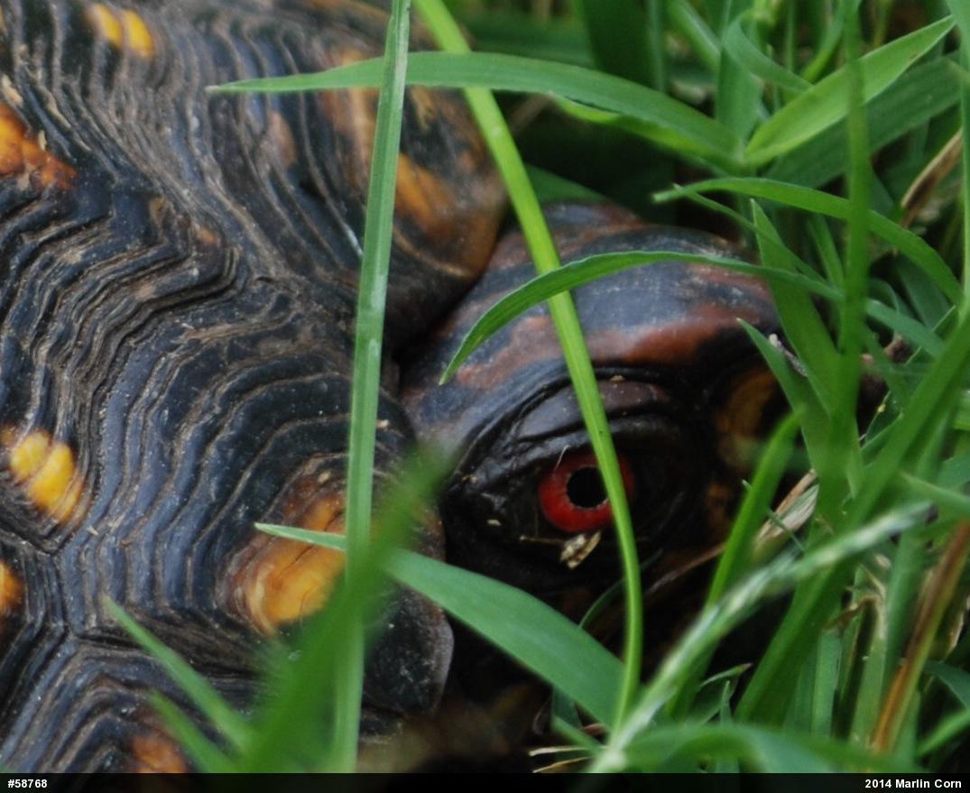 Eastern Box Turtle