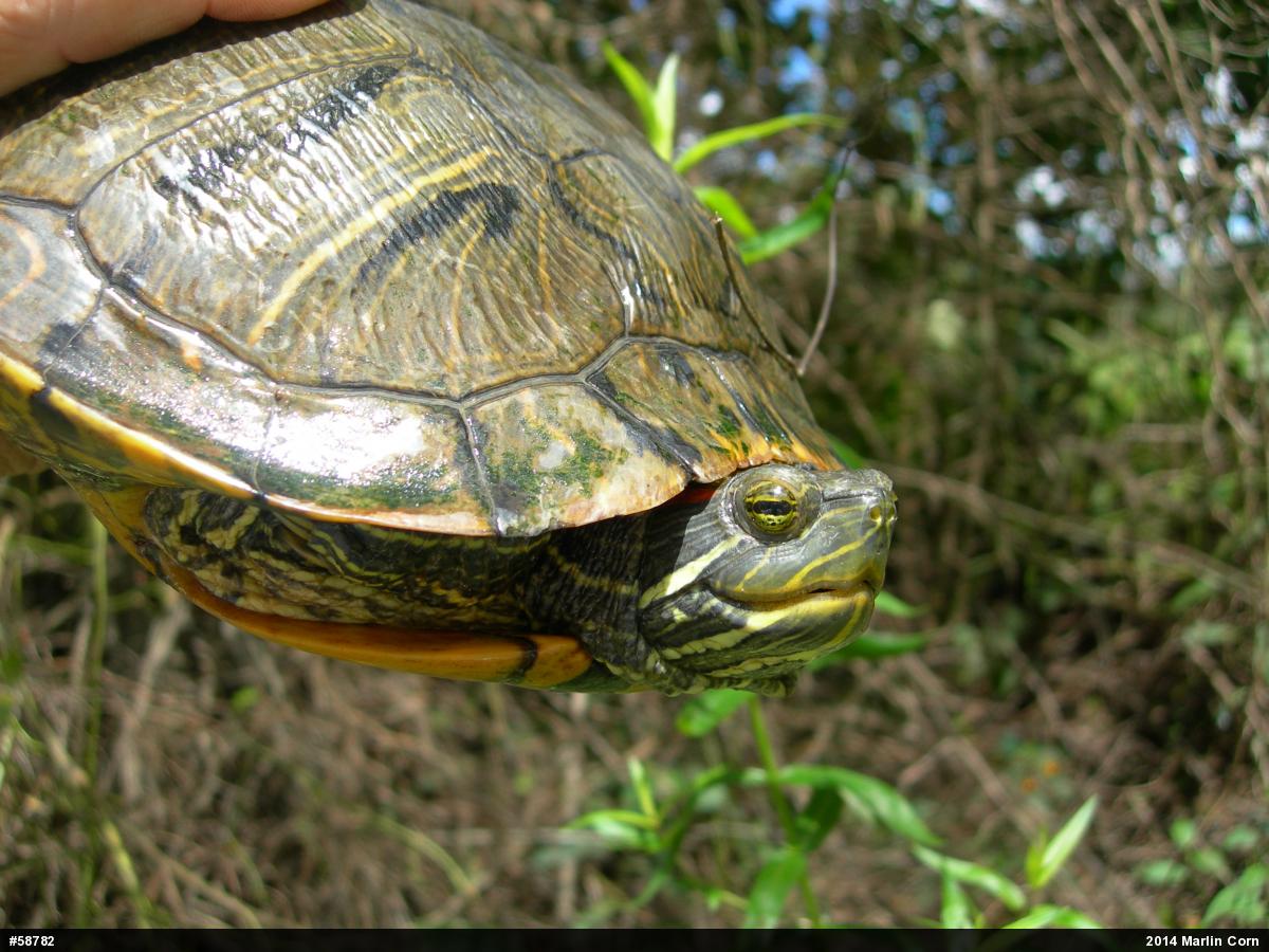 Red-eared Slider