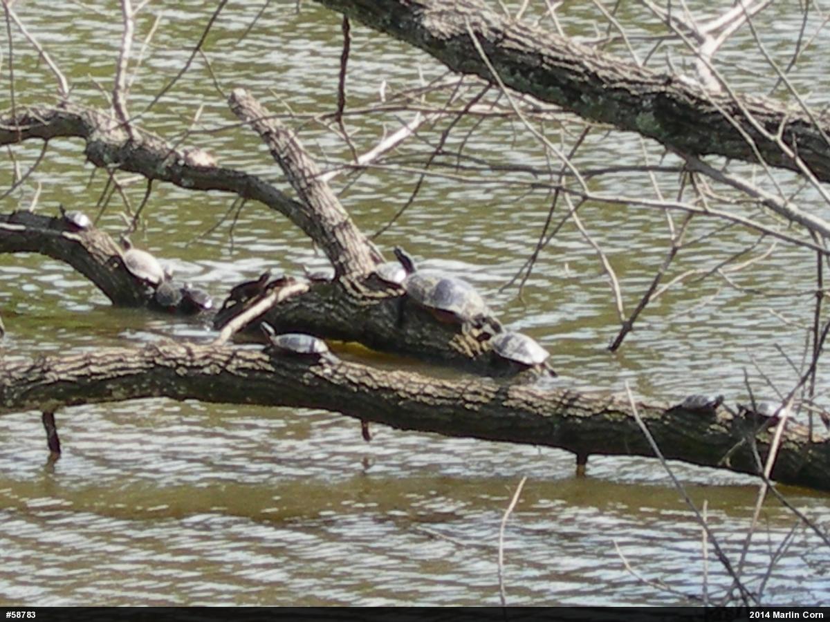 Painted Turtle