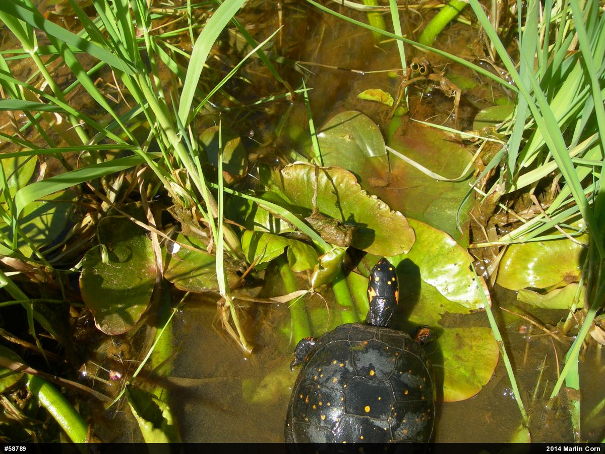 Spotted Turtle