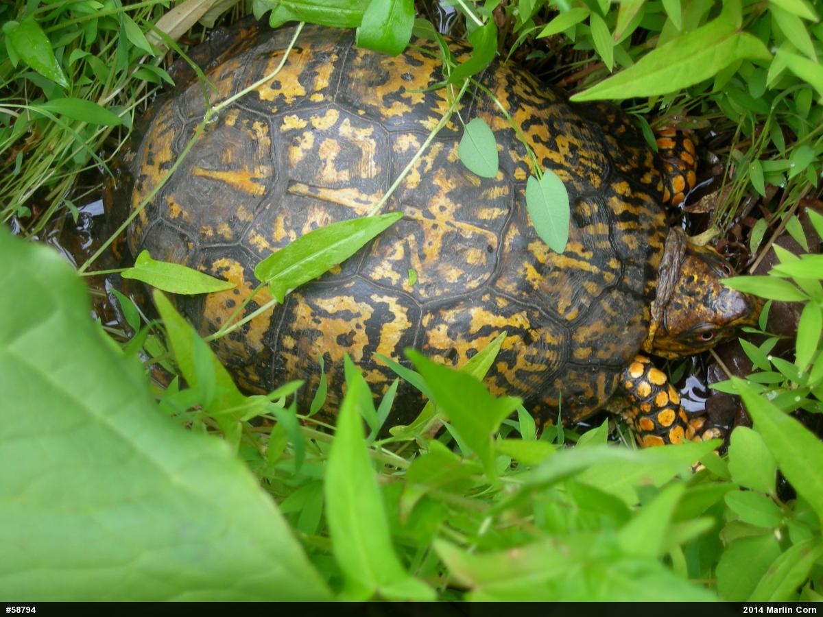 Eastern Box Turtle