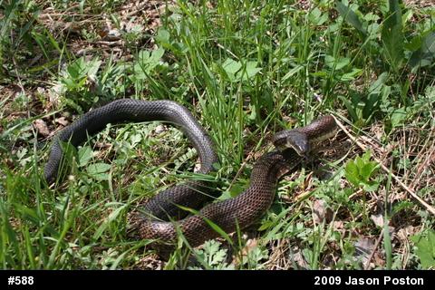 Eastern Ratsnake