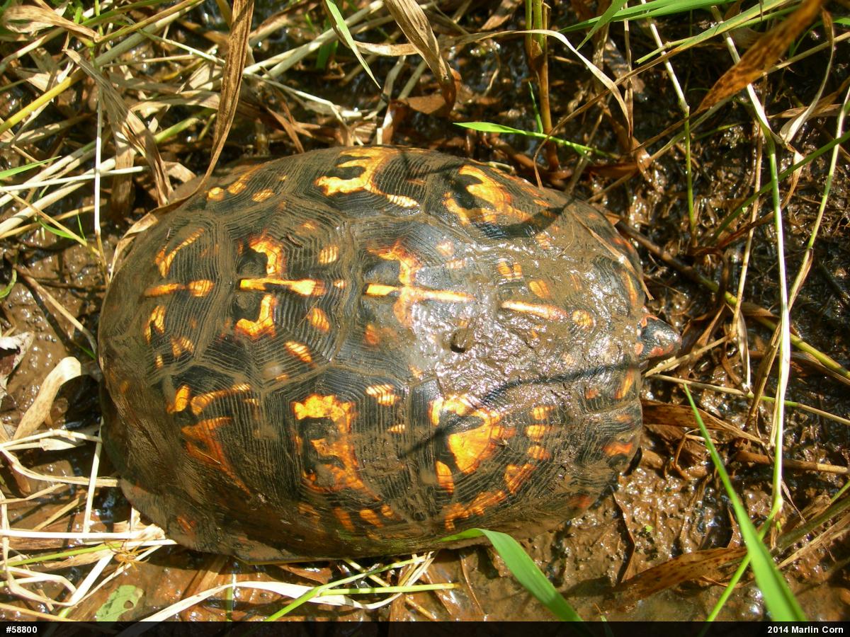 Eastern Box Turtle
