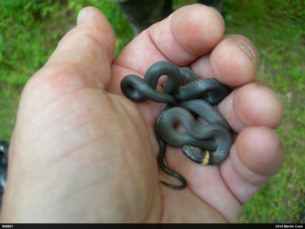 Northern Ring-necked Snake