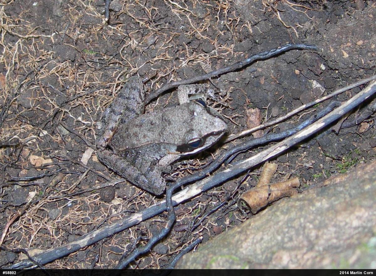 Wood Frog